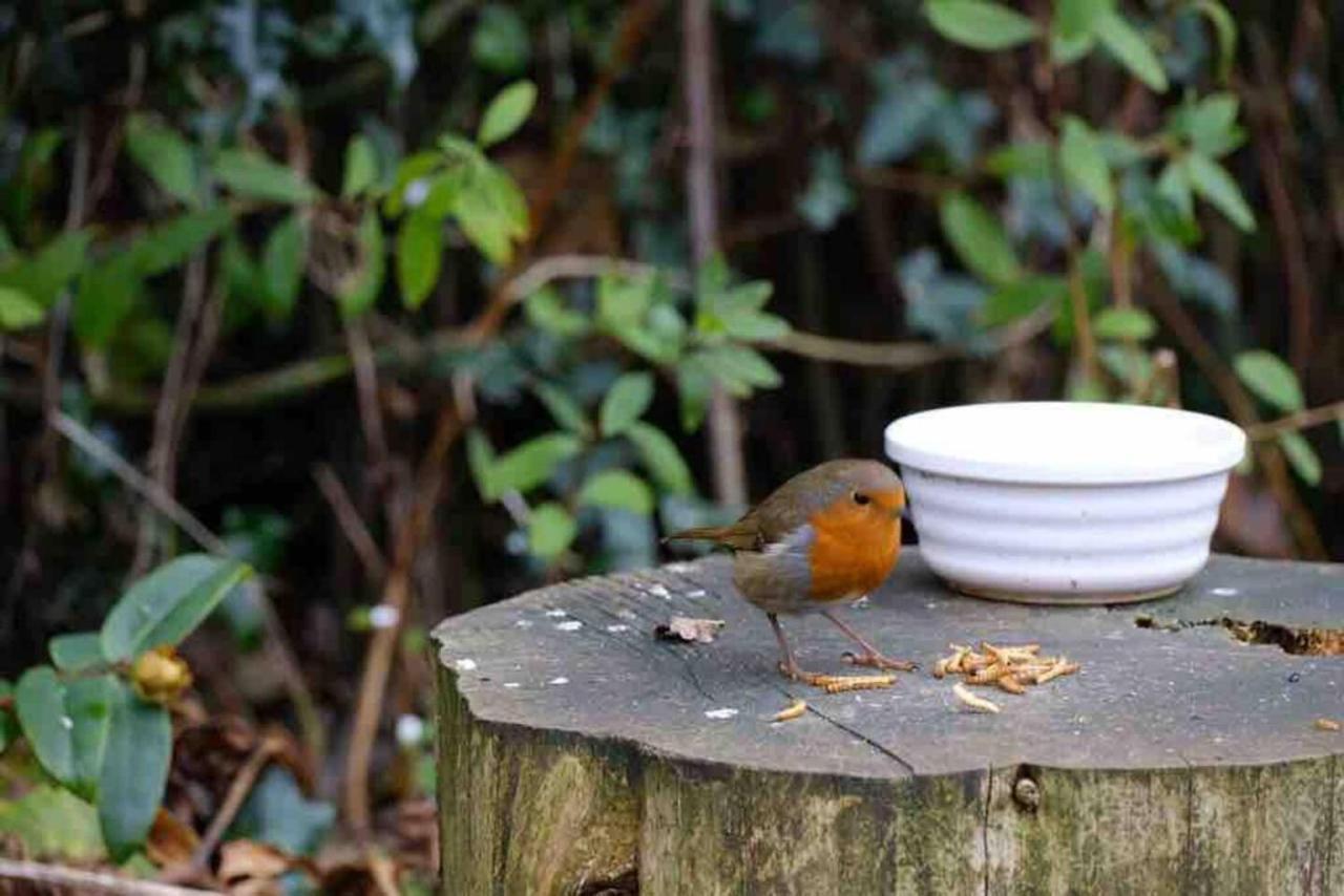 Lickey Hills Near Attractions Garden Petok Apartment