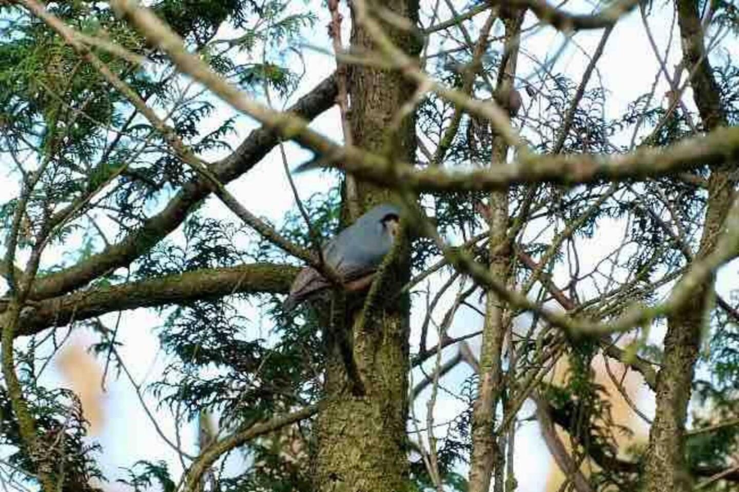 Lickey Hills Near Attractions Garden Petok *